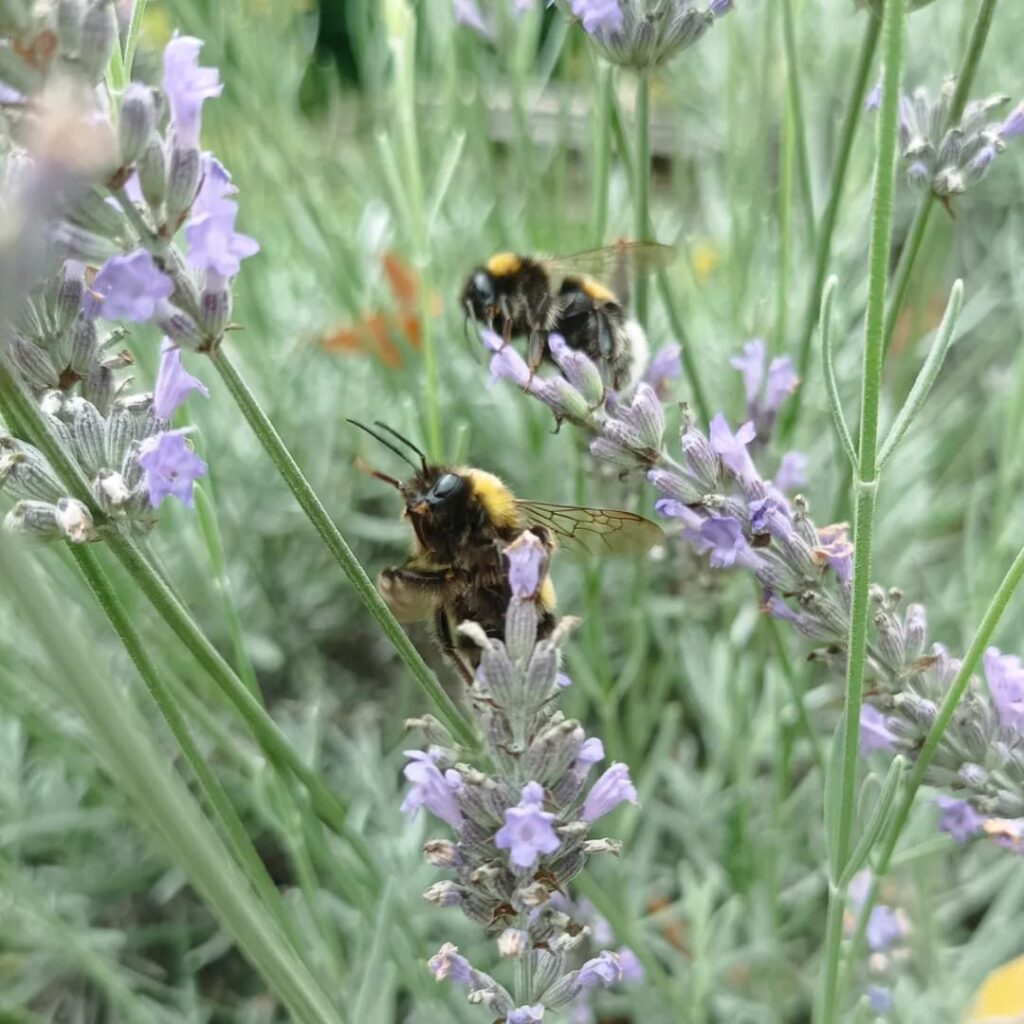 Bijen en hommels in de Tapijntuin